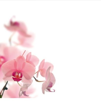 floral039