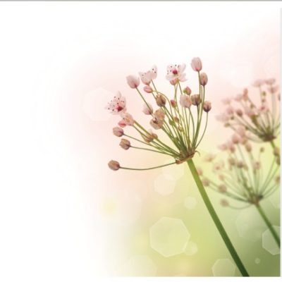 flower001