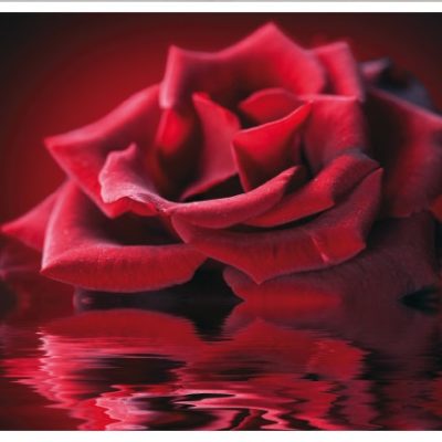 flower006(2)