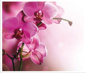 flower010