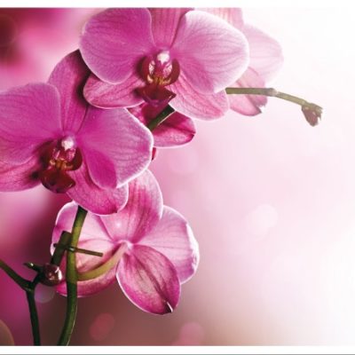 flower010