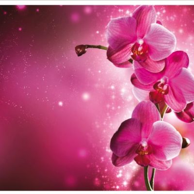 flower011