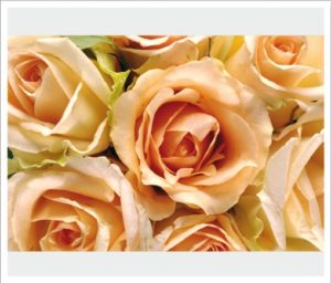 flower013