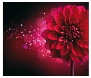 flower015