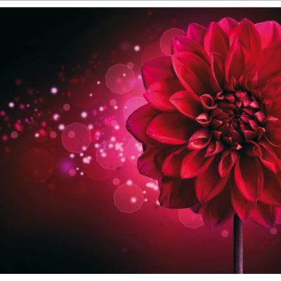 flower015