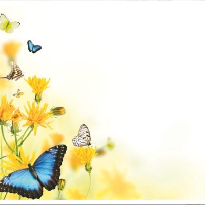 flower016