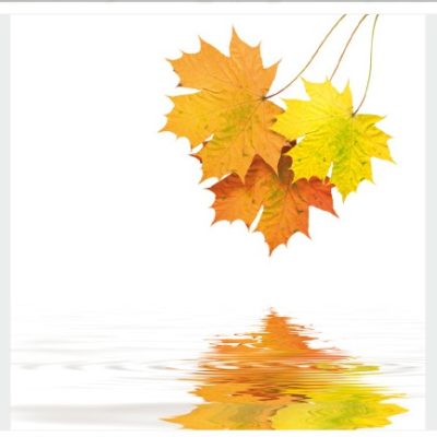 nature002