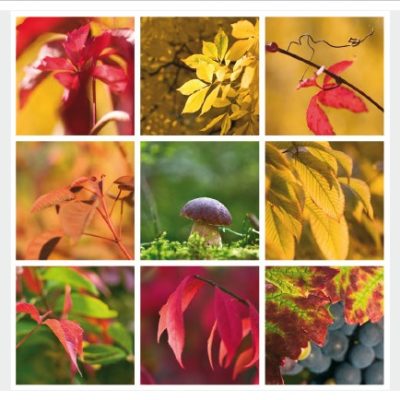 nature005
