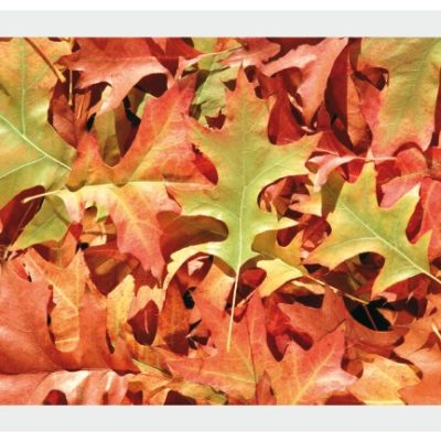 nature006
